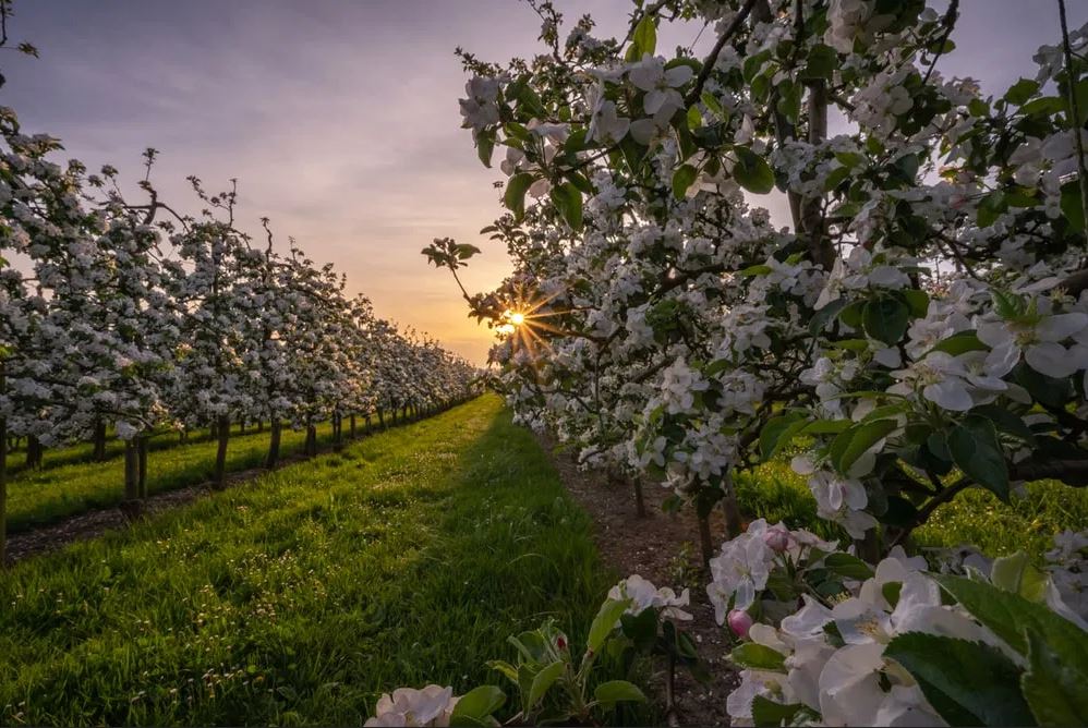 novastores_field_bg