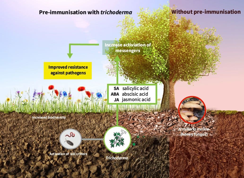 trichoderma