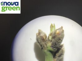 Έναρξη έκπτυξης οφθαλμών στις υπερπρώιμες ποικιλίες