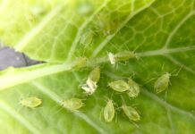 Αντιμετώπιση Myzus persicae αφίδων στη ροδακινιά Myzus persicae
