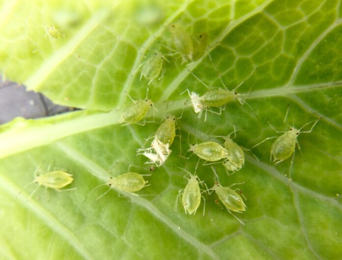 Myzus persicae